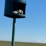 Mongolia Saker Falcon Project