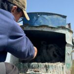 Mongolia Saker Falcon Project