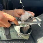Mongolia Saker Falcon Project